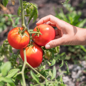 টমেটো বাবু (Tomato)